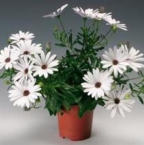 Osteospermum ecklonis 'Tradewinds Trailing White' Osteospermum ecklonis 'Tradewinds Trailing White'