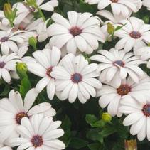 Osteospermum ecklonis 'Tradewinds White' Osteospermum ecklonis 'Tradewinds White'