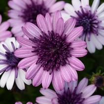 Osteospermum ecklonis 4D Dark Violet & White Osteospermum ecklonis 4D Dark Violet & White