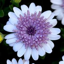 Osteospermum ecklonis '4D Silver' Osteospermum ecklonis '4D Silver'