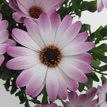 Osteospermum ecklonis 'FlowerPower Pink' Osteospermum ecklonis 'FlowerPower Pink'