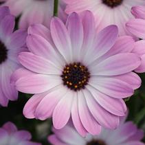 Osteospermum ecklonis 'FlowerPower Pink with Eye' Osteospermum ecklonis 'FlowerPower Pink with Eye'