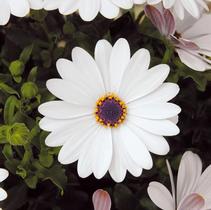 Osteospermum ecklonis 'FlowerPower White' Osteospermum ecklonis 'FlowerPower White'