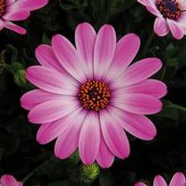 Osteospermum ecklonis 'FlowerPower Compact Light Pink' Osteospermum ecklonis 'FlowerPower Compact Light Pink'