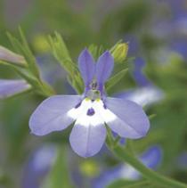Lobelia erinus 'Techno Heat Light Blue' Lobelia erinus 'Techno Heat Light Blue'