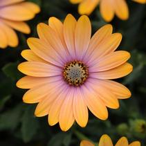 Osteospermum ecklonis 'Zion Apricot Pink' Osteospermum ecklonis 'Zion Apricot Pink'
