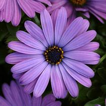 Osteospermum ecklonis 'Zion Denim Blue' Osteospermum ecklonis 'Zion Denim Blue'
