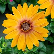Osteospermum ecklonis 'Zion Magic Orange' Osteospermum ecklonis 'Zion Magic Orange'