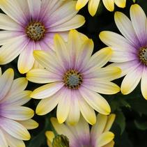 Osteospermum ecklonis 'Zion Shadow Yellow' Osteospermum ecklonis 'Zion Shadow Yellow'