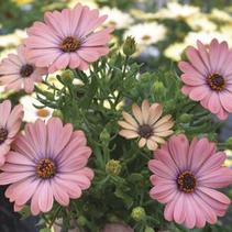 Osteospermum ecklonis 'Tradewinds Terracotta Imp.' Osteospermum ecklonis 'Tradewinds Terracotta Imp.'