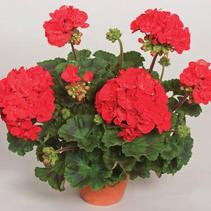 Geranium Zonal pelargonium zonale 'Tango Tango' Geranium Zonal pelargonium zonale 'Tango Tango'