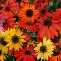 Echinacea hybrida 'Cheyenne Spirit Mix' Echinacea hybrida 'Cheyenne Spirit Mix'