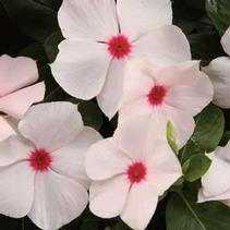Vinca catharanthus roseus 'Cora Cascade Peach Blush' Vinca catharanthus roseus 'Cora Cascade Peach Blush'