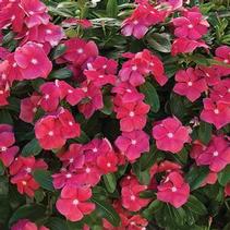 Vinca catharanthus roseus 'Cora Cascade Cherry Imp' Vinca catharanthus roseus 'Cora Cascade Cherry Imp'