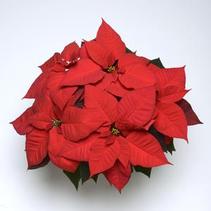 Poinsettia euphorbia pulcherrima 'Christmas Wish Red' Poinsettia euphorbia pulcherrima 'Christmas Wish Red'