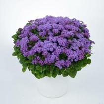 Ageratum houstonianum 'Aguilera Purple' Ageratum houstonianum 'Aguilera Purple'