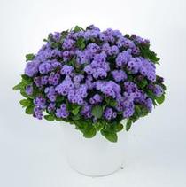 Ageratum houstonianum 'Aguilera Violet' Ageratum houstonianum 'Aguilera Violet'
