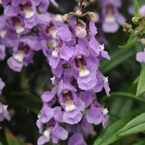 Angelonia angustifolia 'Serenita Sky Blue' Angelonia angustifolia 'Serenita Sky Blue'
