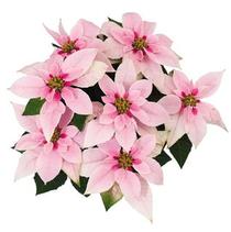 Poinsettia euphorbia pulcherrima 'Princettia Pink' Poinsettia euphorbia pulcherrima 'Princettia Pink'