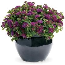 Ageratum houstonianum 'Artist Purple' Ageratum houstonianum 'Artist Purple'