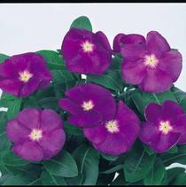 Vinca catharanthus roseus 'Victory Blue' Vinca catharanthus roseus 'Victory Blue'
