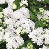 Ageratum houstonianum 'Bumble White' Ageratum houstonianum 'Bumble White'