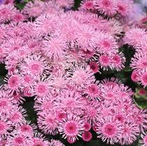 Ageratum houstonianum 'Bumble Rose' Ageratum houstonianum 'Bumble Rose'