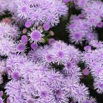 Ageratum houstonianum 'Bumble Silver' Ageratum houstonianum 'Bumble Silver'