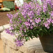 Angelonia augustifolia 'Sungelonia Blue' Angelonia augustifolia 'Sungelonia Blue'