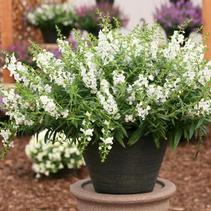 Angelonia augustifolia 'Sungelonia White' Angelonia augustifolia 'Sungelonia White'