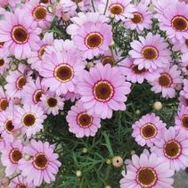Argyranthemum frutescens 'Grandaisy Pink Halo' Argyranthemum frutescens 'Grandaisy Pink Halo'
