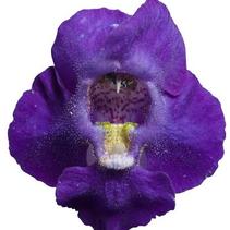 Angelonia angustifolia 'Angelface Blue Imp' Angelonia angustifolia 'Angelface Blue Imp'