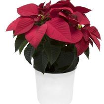Poinsettia euphorbia pulcherrima 'Mirage Red' Poinsettia euphorbia pulcherrima 'Mirage Red'