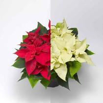 Poinsettia euphorbia pulcherrima 'Titan Red and Titan White Combo' Poinsettia euphorbia pulcherrima 'Titan Red and Titan White Combo'