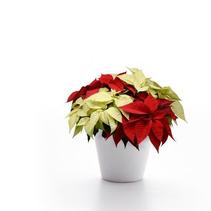 Poinsettia euphorbia pulcherrima 'Christmas Joy Combo Red/White' Poinsettia euphorbia pulcherrima 'Christmas Joy Combo Red/White'