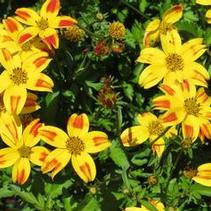 Bidens ferulifolia 'Beedance Red Stripe' Bidens ferulifolia 'Beedance Red Stripe'