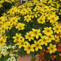 Bidens ferulifolia 'Beedance Yellow' Bidens ferulifolia 'Beedance Yellow'
