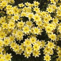Bidens ferulifolia 'Cupcake Banana Cream' Bidens ferulifolia 'Cupcake Banana Cream'