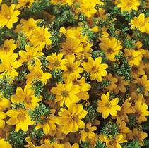 Bidens ferulifolia 'Marietta Gold Spark' Bidens ferulifolia 'Marietta Gold Spark'