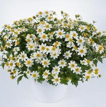 Bidens ferulifolia 'White Delight' Bidens ferulifolia 'White Delight'