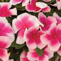 Vinca catharanthus roseus 'Nirvana Cascade Pink Splash' Vinca catharanthus roseus 'Nirvana Cascade Pink Splash'