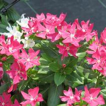 Vinca catharanthus roseus 'Soiree Crown Rose' Vinca catharanthus roseus 'Soiree Crown Rose'