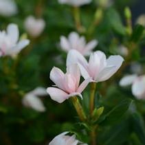 Vinca catharanthus roseus 'Soiree Double White' Vinca catharanthus roseus 'Soiree Double White'