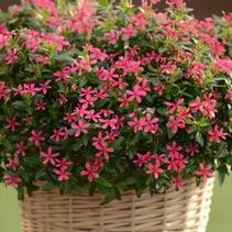 Vinca catharanthus roseus 'Soiree Kawaii Pink' Vinca catharanthus roseus 'Soiree Kawaii Pink'