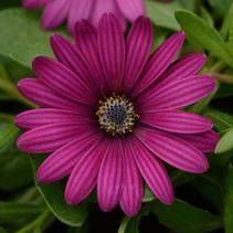 Osteospermum ecklonis 'Daisy Falls Purple' Osteospermum ecklonis 'Daisy Falls Purple'