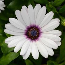 Osteospermum ecklonis 'Daisy Falls White Amethyst' Osteospermum ecklonis 'Daisy Falls White Amethyst'