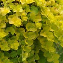 Lysimachia nummularia 'Goldilocks' Lysimachia nummularia 'Goldilocks'