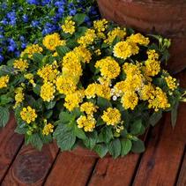 Lantana camara 'Bandana Yellow' Lantana camara 'Bandana Yellow'