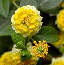 Lantana camara 'Bandito Lemon Zest' Lantana camara 'Bandito Lemon Zest'