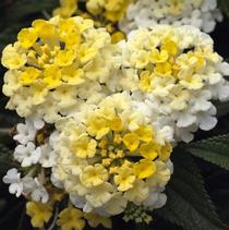 Lantana camara 'Landscape Bandana Lemon Zest' Lantana camara 'Landscape Bandana Lemon Zest'